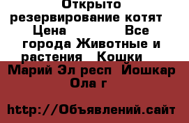 Открыто резервирование котят › Цена ­ 15 000 - Все города Животные и растения » Кошки   . Марий Эл респ.,Йошкар-Ола г.